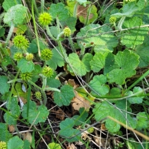 Hydrocotyle laxiflora at Glen Fergus, NSW - 19 Nov 2022 09:25 AM