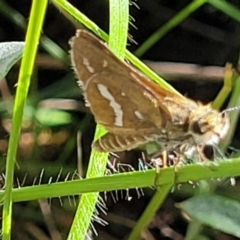 Taractrocera papyria (White-banded Grass-dart) at Glen Fergus, NSW - 19 Nov 2022 by trevorpreston