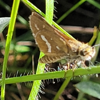 Taractrocera papyria (White-banded Grass-dart) at Glen Fergus, NSW - 19 Nov 2022 by trevorpreston