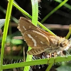 Taractrocera papyria at Glen Fergus, NSW - 19 Nov 2022