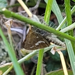 Taractrocera papyria at Glen Fergus, NSW - 19 Nov 2022