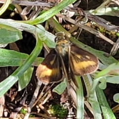 Taractrocera papyria at Glen Fergus, NSW - 19 Nov 2022 09:22 AM