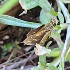 Taractrocera papyria at Glen Fergus, NSW - 19 Nov 2022 09:22 AM