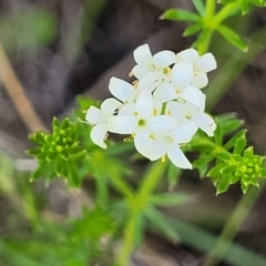 Asperula conferta (Common Woodruff) at Coornartha Nature Reserve - 18 Nov 2022 by trevorpreston