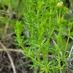 Asperula conferta at Glen Fergus, NSW - 19 Nov 2022