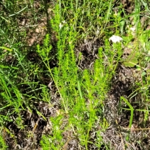 Asperula conferta at Glen Fergus, NSW - 19 Nov 2022