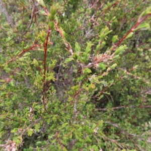 Kunzea muelleri at Mount Clear, ACT - 19 Nov 2022