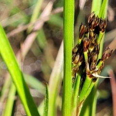 Juncus planifolius (broad-leaved rush) at Glen Fergus, NSW - 19 Nov 2022 by trevorpreston