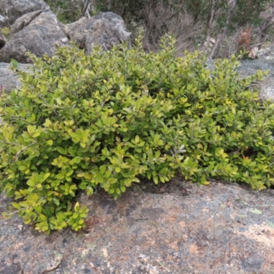 Grevillea diminuta at Mount Clear, ACT - 19 Nov 2022 by MatthewFrawley