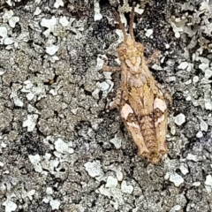 Pycnostictus sp. (genus) (A bandwing grasshopper) at Coornartha Nature Reserve - 19 Nov 2022 by trevorpreston