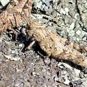 Pycnostictus sp. (genus) at Glen Fergus, NSW - 19 Nov 2022
