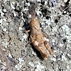 Pycnostictus sp. (genus) at Glen Fergus, NSW - 19 Nov 2022