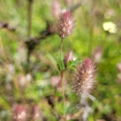 Trifolium arvense (Haresfoot Clover) at Coornartha Nature Reserve - 19 Nov 2022 by trevorpreston