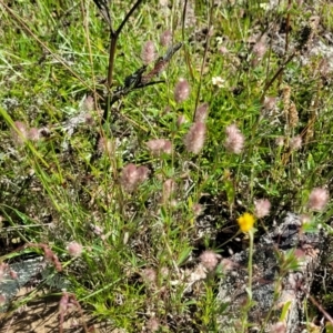 Trifolium arvense at Glen Fergus, NSW - 19 Nov 2022 09:17 AM