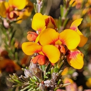 Dillwynia sericea at Glen Fergus, NSW - 19 Nov 2022