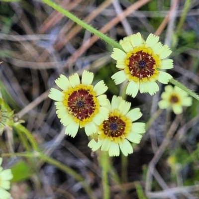 Tolpis barbata (Yellow Hawkweed) at Coornartha Nature Reserve - 18 Nov 2022 by trevorpreston