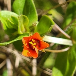 Lysimachia arvensis at Glen Fergus, NSW - 19 Nov 2022