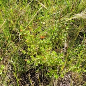 Lysimachia arvensis at Glen Fergus, NSW - 19 Nov 2022