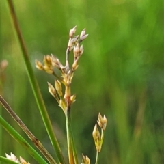 Juncus sp. (A Rush) at Coornartha Nature Reserve - 18 Nov 2022 by trevorpreston