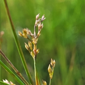 Juncus sp. at Glen Fergus, NSW - 19 Nov 2022 09:14 AM