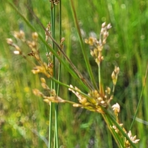 Juncus sp. at Glen Fergus, NSW - 19 Nov 2022 09:14 AM