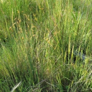 Juncus sp. at Glen Fergus, NSW - 19 Nov 2022 09:14 AM