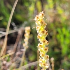 Plantago gaudichaudii (Narrow Plantain) at Glen Fergus, NSW - 18 Nov 2022 by trevorpreston