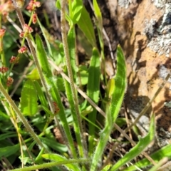 Plantago gaudichaudii at Glen Fergus, NSW - 19 Nov 2022 09:13 AM