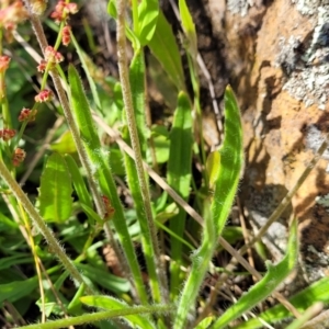 Plantago gaudichaudii at Glen Fergus, NSW - 19 Nov 2022