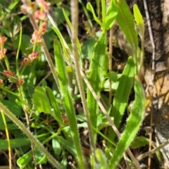 Plantago gaudichaudii at Glen Fergus, NSW - 19 Nov 2022 09:13 AM