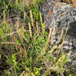 Plantago gaudichaudii at Glen Fergus, NSW - 19 Nov 2022 09:13 AM