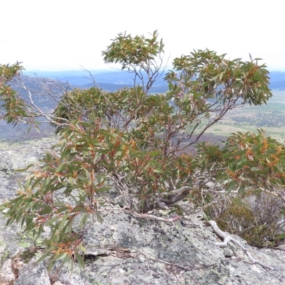 Eucalyptus pauciflora subsp. debeuzevillei (A Snow Gum) at Scabby Range Nature Reserve - 19 Nov 2022 by MatthewFrawley