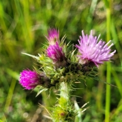 Carduus tenuiflorus (Winged Slender Thistle) at Coornartha Nature Reserve - 19 Nov 2022 by trevorpreston