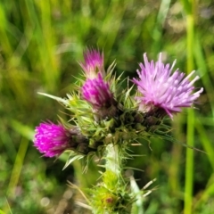 Carduus tenuiflorus (Winged Slender Thistle) at Glen Fergus, NSW - 18 Nov 2022 by trevorpreston