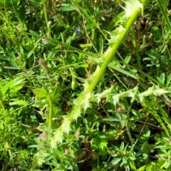 Carduus tenuiflorus at Glen Fergus, NSW - 19 Nov 2022