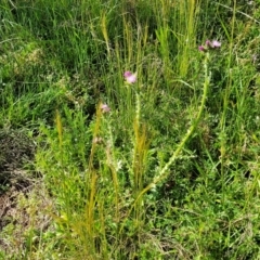 Carduus tenuiflorus at Glen Fergus, NSW - 19 Nov 2022