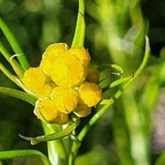 Chrysocephalum semipapposum (Clustered Everlasting) at Glen Fergus, NSW - 19 Nov 2022 by trevorpreston