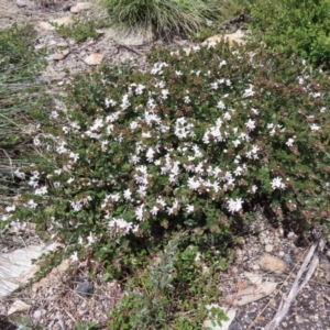 Westringia lucida at Mount Clear, ACT - 19 Nov 2022