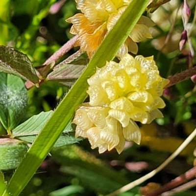 Trifolium campestre (Hop Clover) at Coornartha Nature Reserve - 19 Nov 2022 by trevorpreston