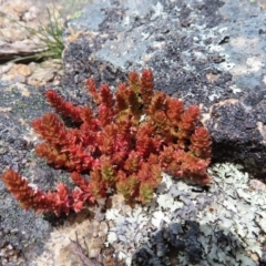 Crassula sieberiana (Austral Stonecrop) at Mount Clear, ACT - 19 Nov 2022 by MatthewFrawley