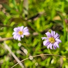 Vittadinia muelleri (Narrow-leafed New Holland Daisy) at Glen Fergus, NSW - 18 Nov 2022 by trevorpreston