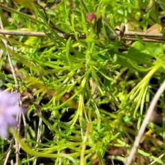 Vittadinia muelleri at Glen Fergus, NSW - 19 Nov 2022