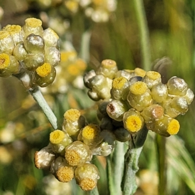 Pseudognaphalium luteoalbum (Jersey Cudweed) at Coornartha Nature Reserve - 19 Nov 2022 by trevorpreston