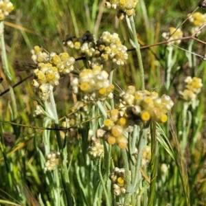 Pseudognaphalium luteoalbum at Glen Fergus, NSW - 19 Nov 2022