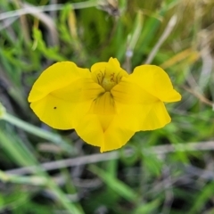 Goodenia pinnatifida (Scrambled Eggs) at Glen Fergus, NSW - 19 Nov 2022 by trevorpreston