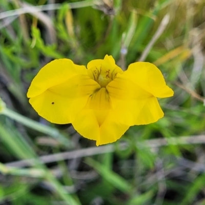 Goodenia pinnatifida (Scrambled Eggs) at Glen Fergus, NSW - 18 Nov 2022 by trevorpreston