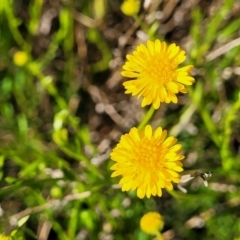 Calotis lappulacea (Yellow Burr Daisy) at Coornartha Nature Reserve - 19 Nov 2022 by trevorpreston