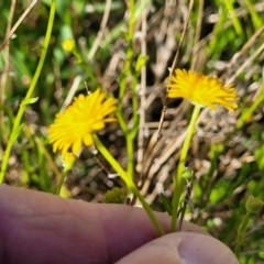 Calotis lappulacea at Glen Fergus, NSW - 19 Nov 2022