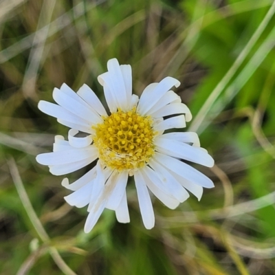 Brachyscome sp. (Cut-leaf Daisy) at Coornartha Nature Reserve - 19 Nov 2022 by trevorpreston