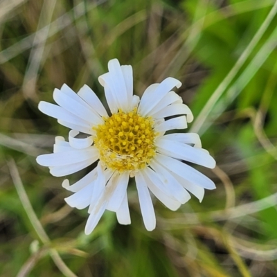 Brachyscome sp. (Cut-leaf Daisy) at Glen Fergus, NSW - 19 Nov 2022 by trevorpreston